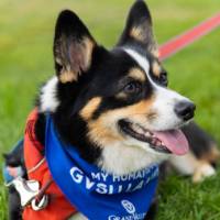 Laker pet laying in the grass.